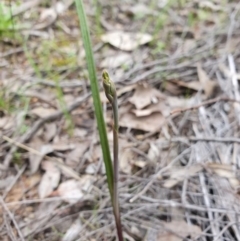Thelymitra sp. (A Sun Orchid) at Denman Prospect 2 Estate Deferred Area (Block 12) - 9 Oct 2020 by nic.jario