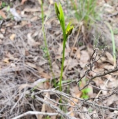 Diuris sp. (A Donkey Orchid) at Denman Prospect, ACT - 9 Oct 2020 by nic.jario
