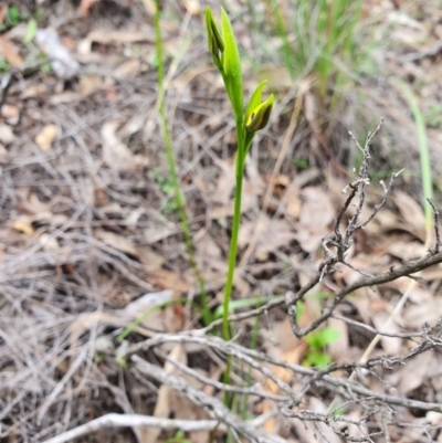 Diuris sp. (A Donkey Orchid) at Denman Prospect 2 Estate Deferred Area (Block 12) - 9 Oct 2020 by nic.jario