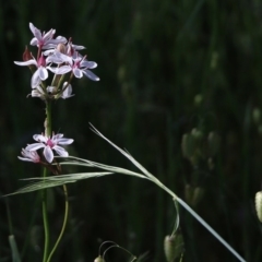 Burchardia umbellata (Milkmaids) at Wodonga, VIC - 17 Oct 2020 by Kyliegw