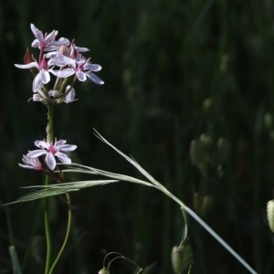 Burchardia umbellata at Wodonga - 18 Oct 2020 09:30 AM