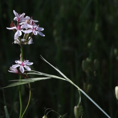 Burchardia umbellata (Milkmaids) at Wodonga, VIC - 17 Oct 2020 by Kyliegw