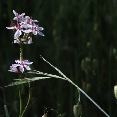 Burchardia umbellata (Milkmaids) at Jack Perry Reserve - 17 Oct 2020 by Kyliegw
