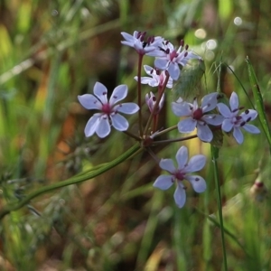Burchardia umbellata at Wodonga - 18 Oct 2020 09:30 AM
