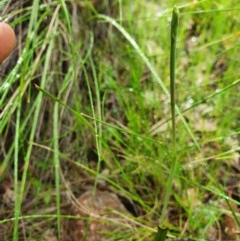 Thelymitra (Genus) (Sun Orchid) at Denman Prospect, ACT - 9 Oct 2020 by nic.jario