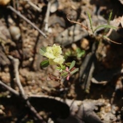 Trifolium campestre (Hop Clover) at Wodonga, VIC - 17 Oct 2020 by Kyliegw