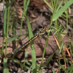 Hemicordulia tau (Tau Emerald) at Wodonga, VIC - 18 Oct 2020 by KylieWaldon