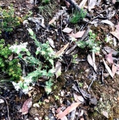 Pimelea linifolia (Slender Rice Flower) at Bruce Ridge to Gossan Hill - 17 Oct 2020 by goyenjudy