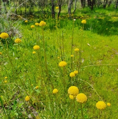Craspedia variabilis (Common Billy Buttons) at Block 402 - 16 Oct 2020 by nic.jario