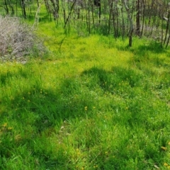 Craspedia variabilis at Stromlo, ACT - suppressed