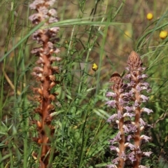 Orobanche minor (Broomrape) at Wodonga, VIC - 18 Oct 2020 by KylieWaldon