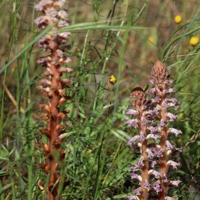 Orobanche minor (Broomrape) at Wodonga, VIC - 17 Oct 2020 by Kyliegw