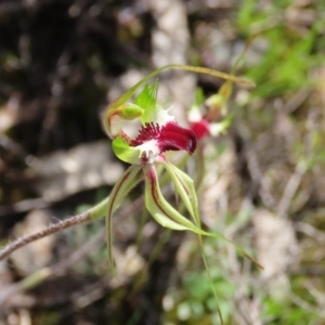 Caladenia atrovespa at Theodore, ACT - suppressed