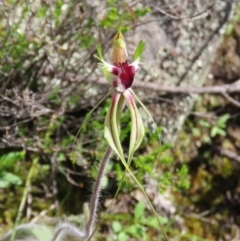 Caladenia atrovespa at Theodore, ACT - suppressed