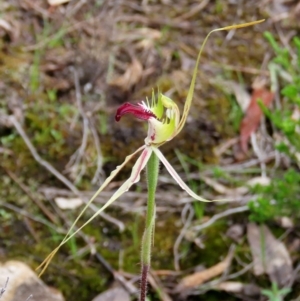 Caladenia atrovespa at Theodore, ACT - suppressed