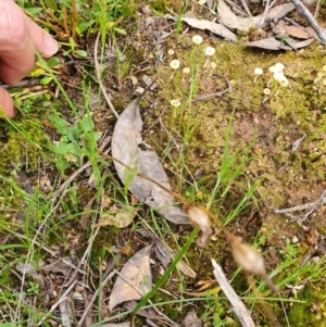 Speculantha rubescens at Denman Prospect, ACT - suppressed