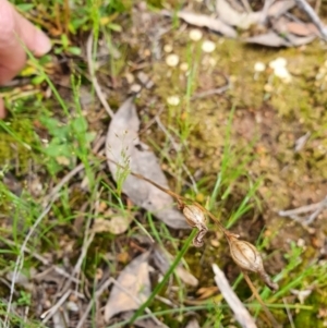 Speculantha rubescens at Denman Prospect, ACT - 9 Oct 2020