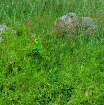 Polytelis swainsonii (Superb Parrot) at Kama - 16 Oct 2020 by nic.jario