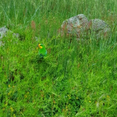 Polytelis swainsonii (Superb Parrot) at Molonglo River Reserve - 16 Oct 2020 by nic.jario