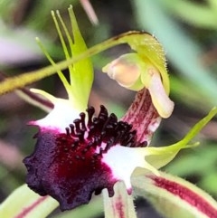 Caladenia parva (Brown-clubbed Spider Orchid) at Carwoola, NSW - 17 Oct 2020 by MeganDixon