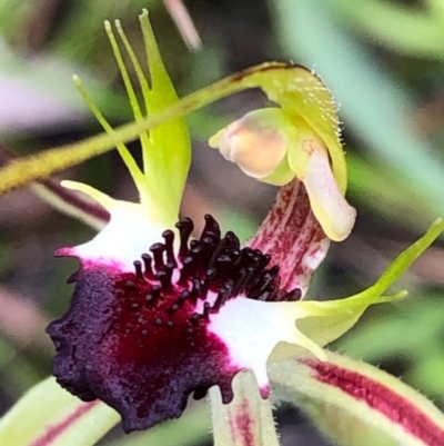 Caladenia parva (Brown-clubbed Spider Orchid) at Stony Creek Nature Reserve - 17 Oct 2020 by MeganDixon