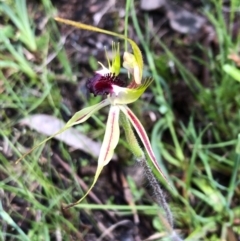 Caladenia parva at Carwoola, NSW - 17 Oct 2020