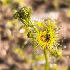 Drosera gunniana (Pale Sundew) at Carwoola, NSW - 28 Sep 2020 by MeganDixon