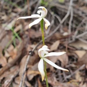 Caladenia ustulata at Denman Prospect, ACT - suppressed