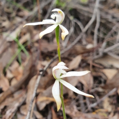 Caladenia ustulata (Brown Caps) at Denman Prospect, ACT - 9 Oct 2020 by nic.jario