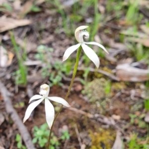 Caladenia ustulata at Denman Prospect, ACT - suppressed