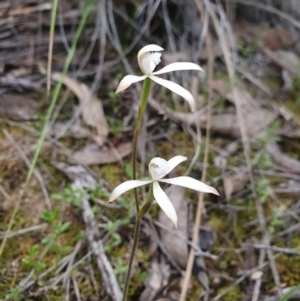 Caladenia ustulata at Denman Prospect, ACT - 9 Oct 2020