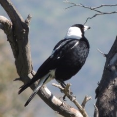 Gymnorhina tibicen (Australian Magpie) at Gordon, ACT - 14 Sep 2020 by michaelb