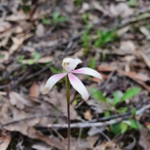 Caladenia ustulata at Denman Prospect, ACT - suppressed