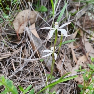 Caladenia ustulata at Denman Prospect, ACT - 9 Oct 2020