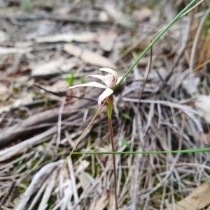 Caladenia ustulata at Denman Prospect, ACT - 9 Oct 2020