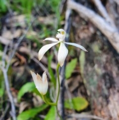 Caladenia ustulata (Brown Caps) at Denman Prospect, ACT - 9 Oct 2020 by nic.jario