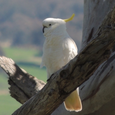 Cacatua galerita (Sulphur-crested Cockatoo) at Gordon, ACT - 14 Sep 2020 by MichaelBedingfield