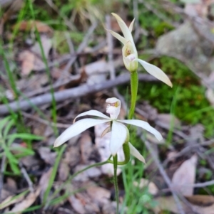 Caladenia ustulata at Denman Prospect, ACT - suppressed