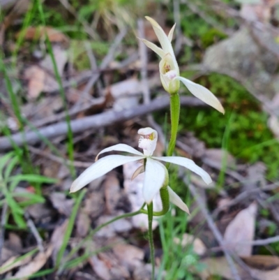 Caladenia ustulata (Brown Caps) at Denman Prospect, ACT - 9 Oct 2020 by nic.jario