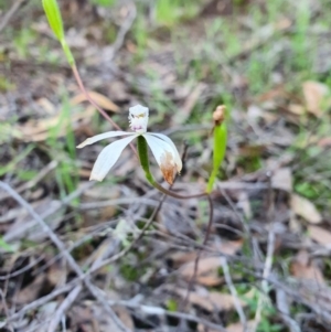 Caladenia ustulata at Denman Prospect, ACT - 9 Oct 2020