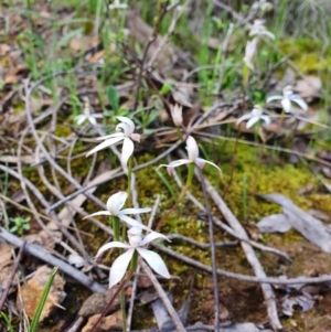 Caladenia ustulata at Denman Prospect, ACT - 9 Oct 2020