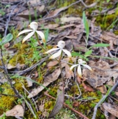 Caladenia ustulata (Brown Caps) at Denman Prospect, ACT - 9 Oct 2020 by nic.jario