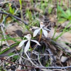 Caladenia ustulata (Brown Caps) at Denman Prospect, ACT - 9 Oct 2020 by nic.jario