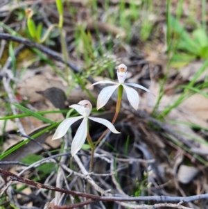 Caladenia ustulata at Denman Prospect, ACT - 9 Oct 2020