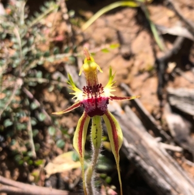 Caladenia parva (Brown-clubbed Spider Orchid) at Stony Creek Nature Reserve - 17 Oct 2020 by MeganDixon