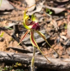 Caladenia parva at Carwoola, NSW - 17 Oct 2020