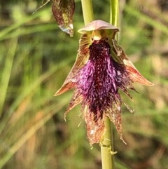 Calochilus platychilus (Purple Beard Orchid) at Carwoola, NSW - 16 Oct 2020 by MeganDixon