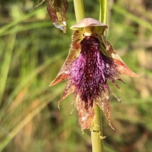 Calochilus platychilus at Carwoola, NSW - suppressed