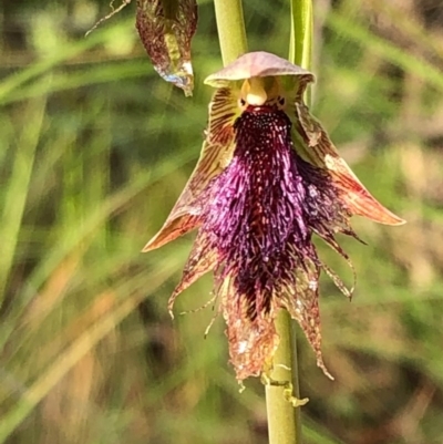 Calochilus platychilus (Purple Beard Orchid) at Carwoola, NSW - 16 Oct 2020 by MeganDixon