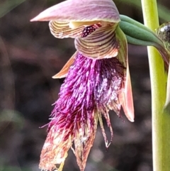 Calochilus platychilus at Carwoola, NSW - suppressed